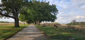 CHESNUT OAK TREES ON FARM 